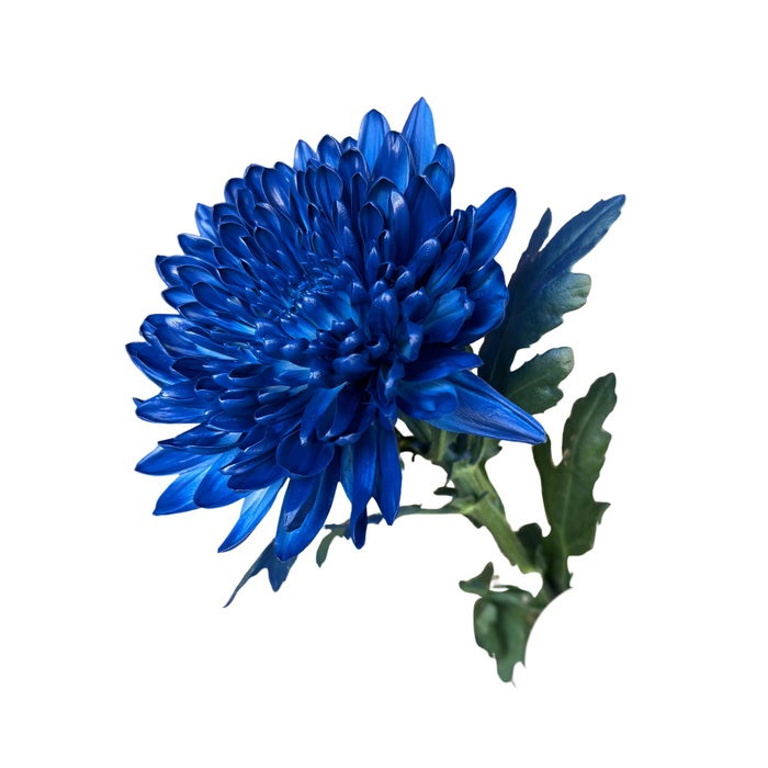 Floral Spray Paint (ROYAL BLUE) #045