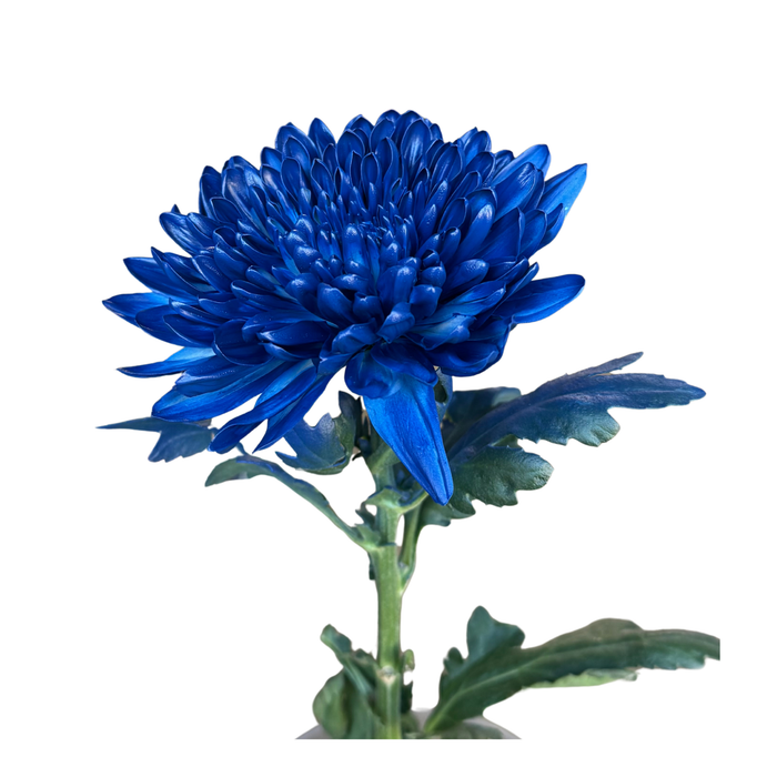 Floral Spray Paint (ROYAL BLUE) #045