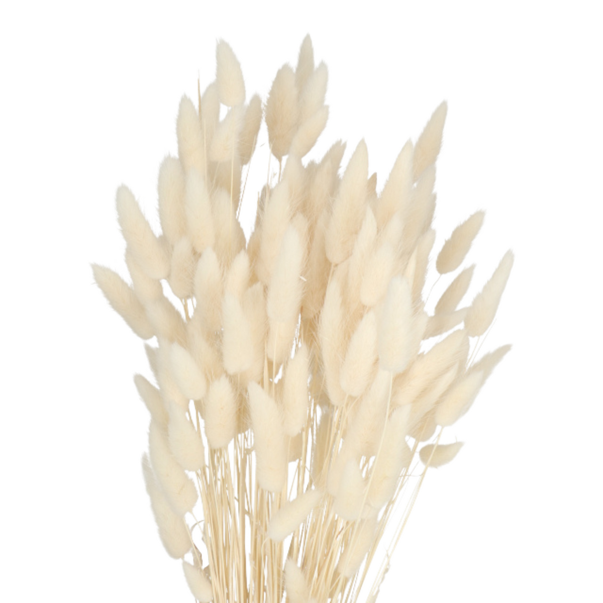 Dried Lagurus Bunny Tails — Plenty Flowers