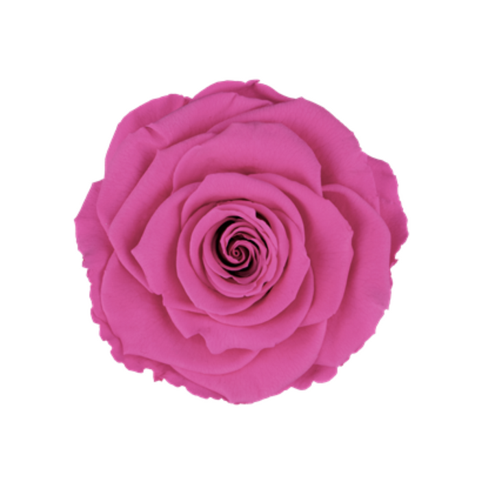Preserved Rose HOT PINK (PIN 07 LL+)