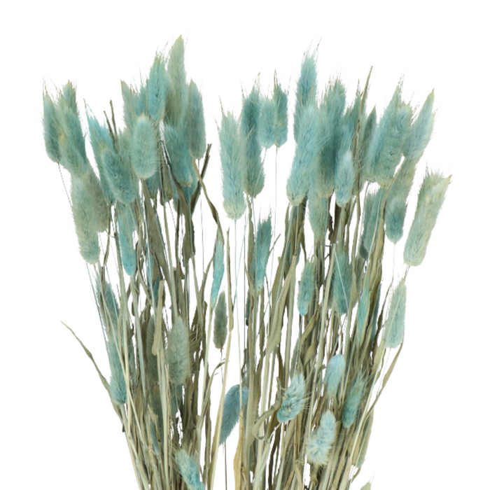 Dried Lagurus Bunny Tails (COOL BLUE)