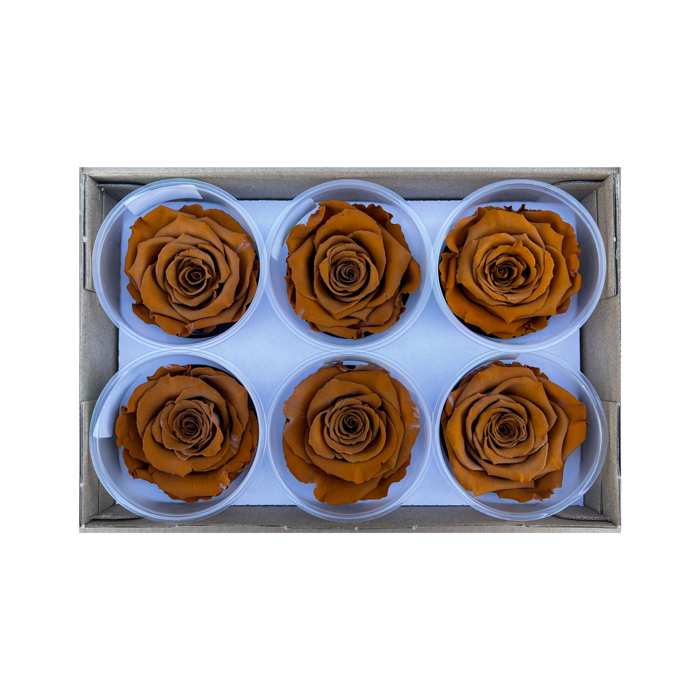 Wholesale Preserved Roses — Plenty Flowers