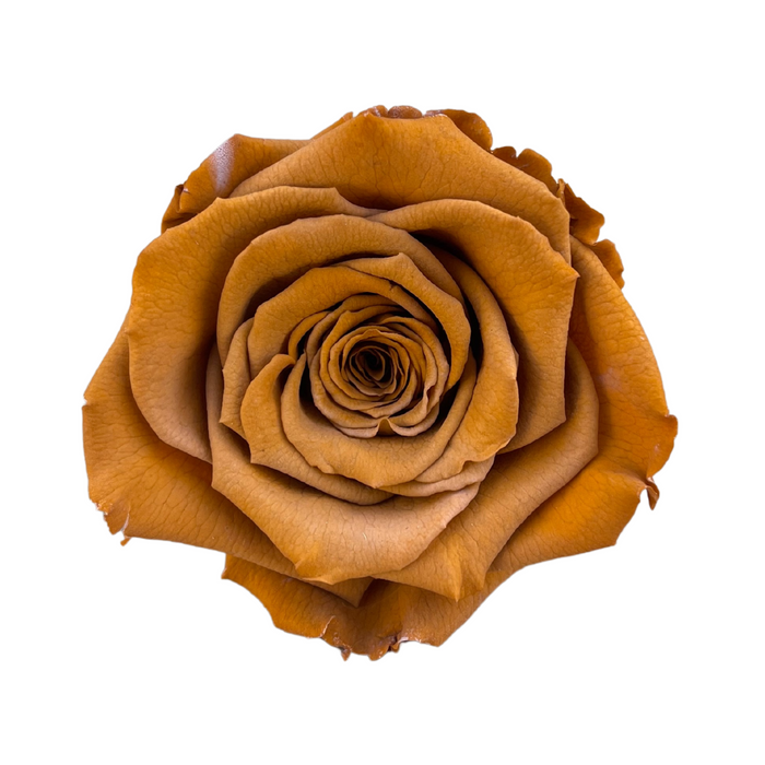 Preserved Rose BROWN (TOFF 02 LL+)