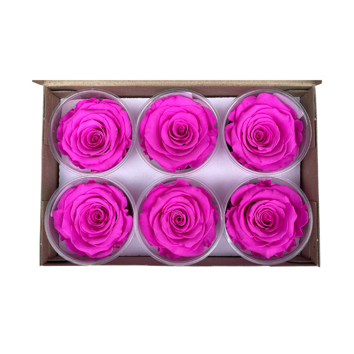 Preserved Rose HOT PINK (PIN 07 LL+)