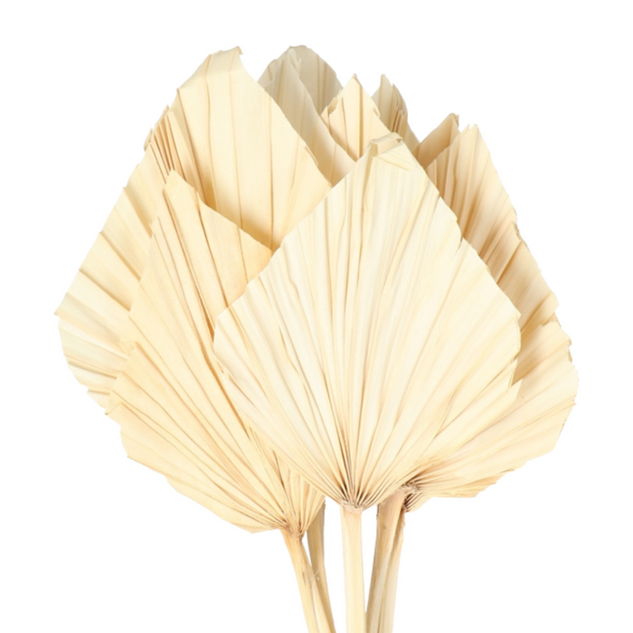 Dried Palm Spears (BLEACHED)