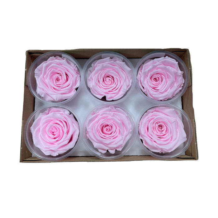 Preserved Rose BRIGHT PINK (PIN 99 LL+)