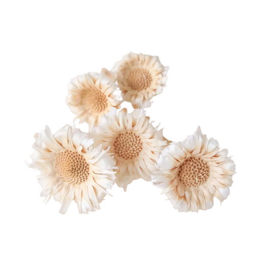 Dried Flowers Protea Rosette — Plenty Flowers