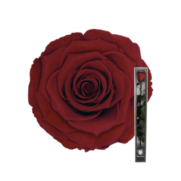 Preserved Rose + Stem 50 cm Red (RED 02)