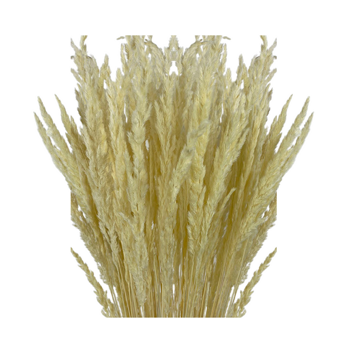 Dried Plumetta Grass