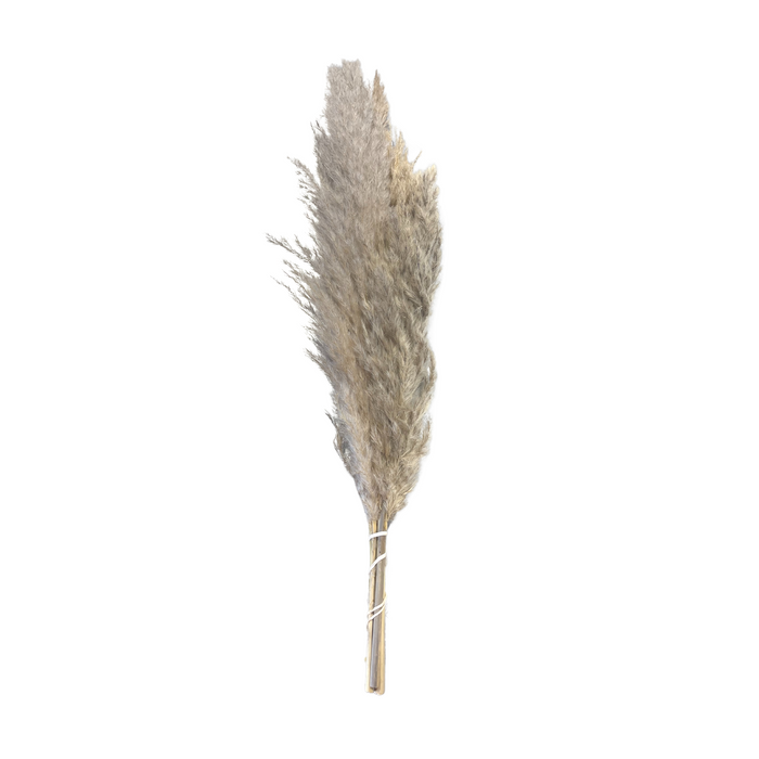 Dried Mini Natural Pampas Grass (40 cm)