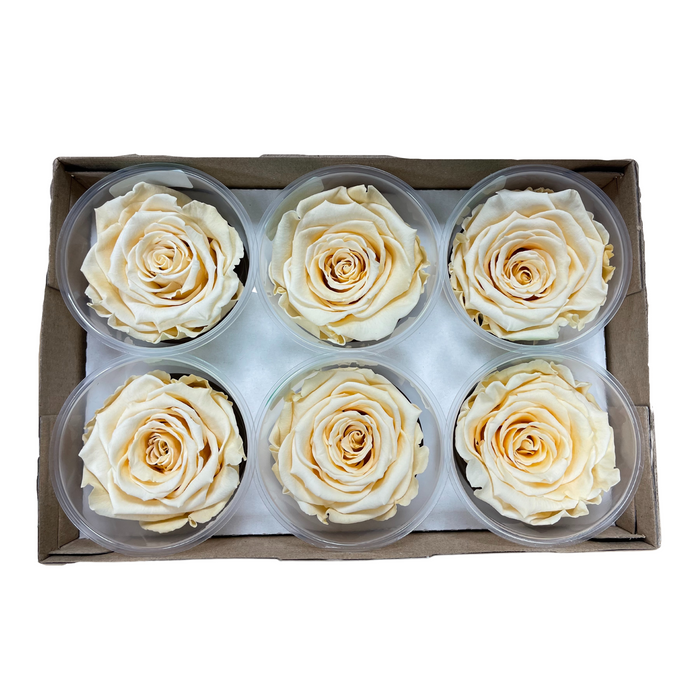 Preserved Rose IVORY (CHA 01 LL+)