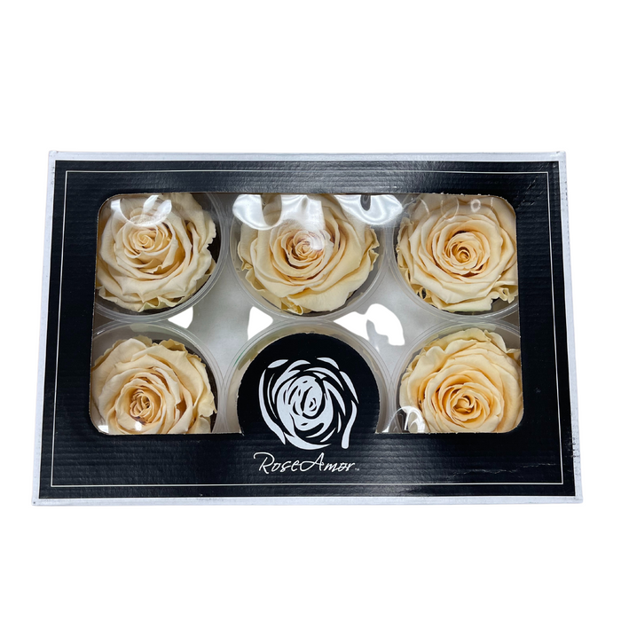 Preserved Rose IVORY (CHA 01 LL+)