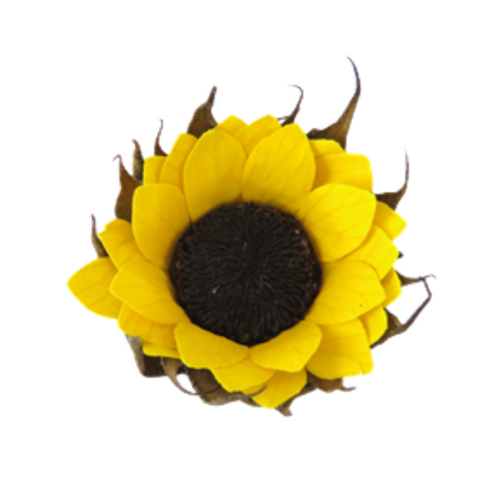 Preserved Sunflower S