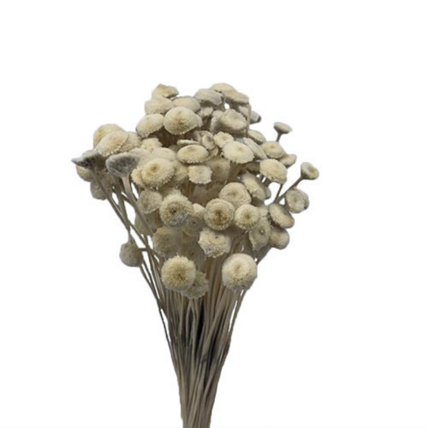 Dried Button Flower — Plenty Flowers