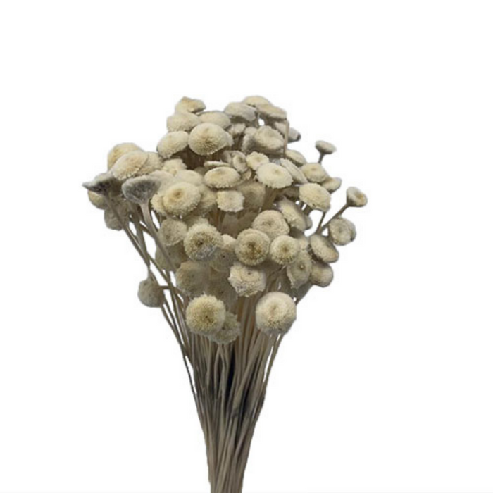 Dried Button Flower