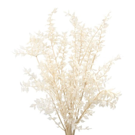 Dried Italian Ruscus White - Wholesale Bulk Flowers - Cascade Floral
