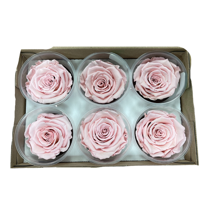 Preserved Rose LIGHT PINK (PIN 04 LL+)