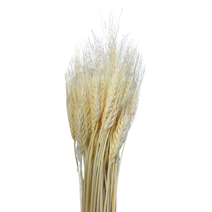 Dried Wheat Spiked