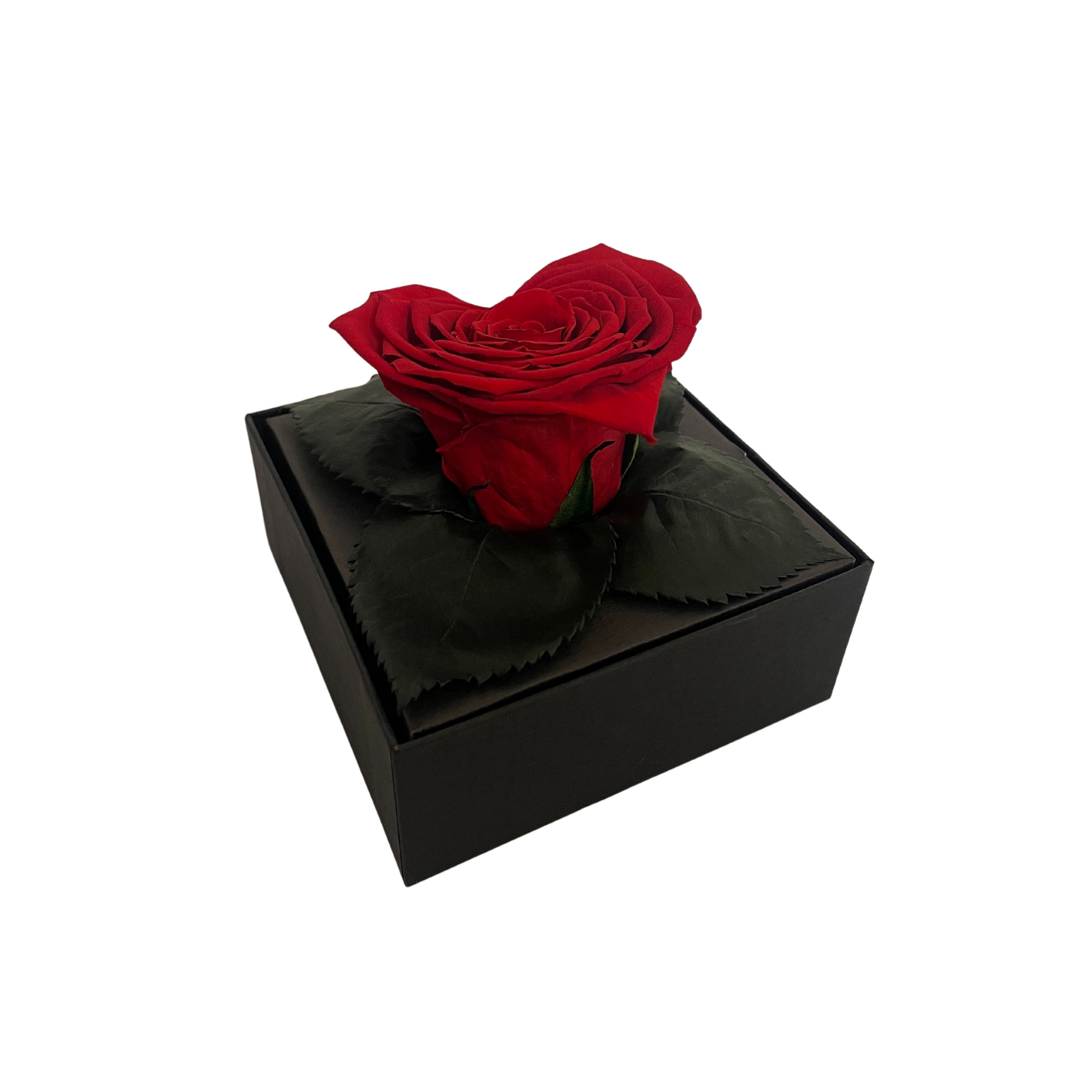 Wholesale Preserved Roses — Plenty Flowers