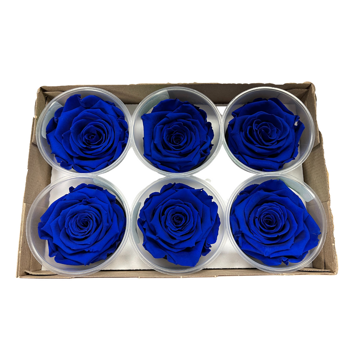 Preserved Rose ROYAL BLUE (BLU 03 LL+)