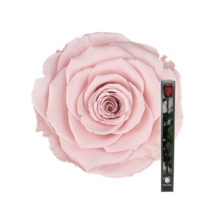 Preserved Rose + Stem 50 cm Pink (PIN 04)