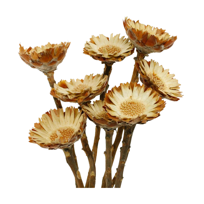Dried Protea Rosette Brown