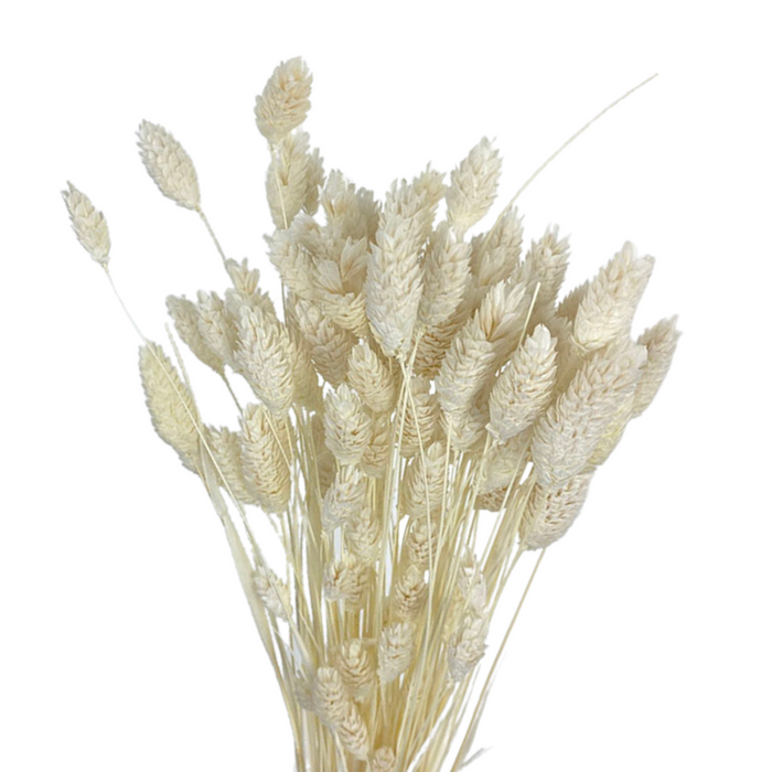 Dried Phalaris Grass (IVORY)