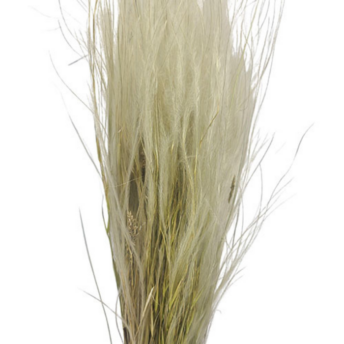 Dried Stipa Flowers - NATURAL