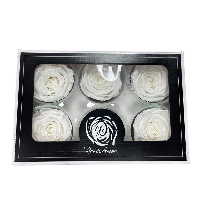Preserved Rose PURE WHITE (WHI 01 XL)