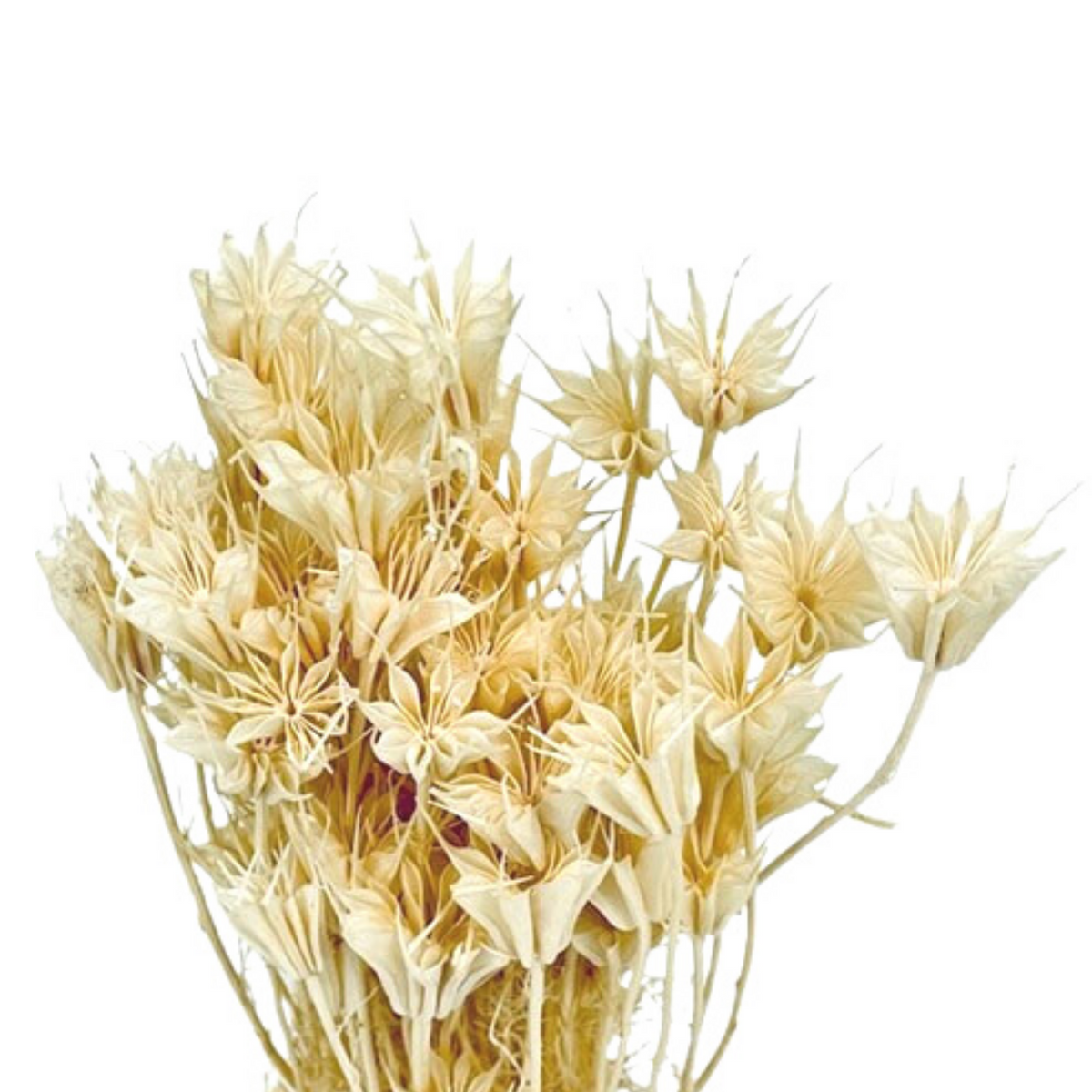 White/bleached dried flowers in white pot