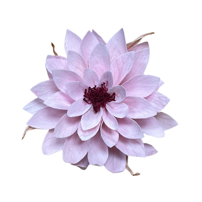 Preserved Dahlia Pink (PIN 04)