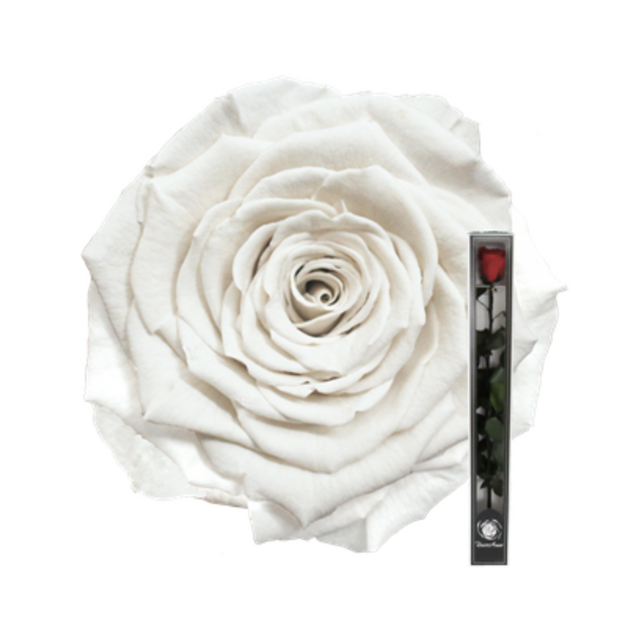 Preserved Rose + Stem 50 cm White (WHI 01)