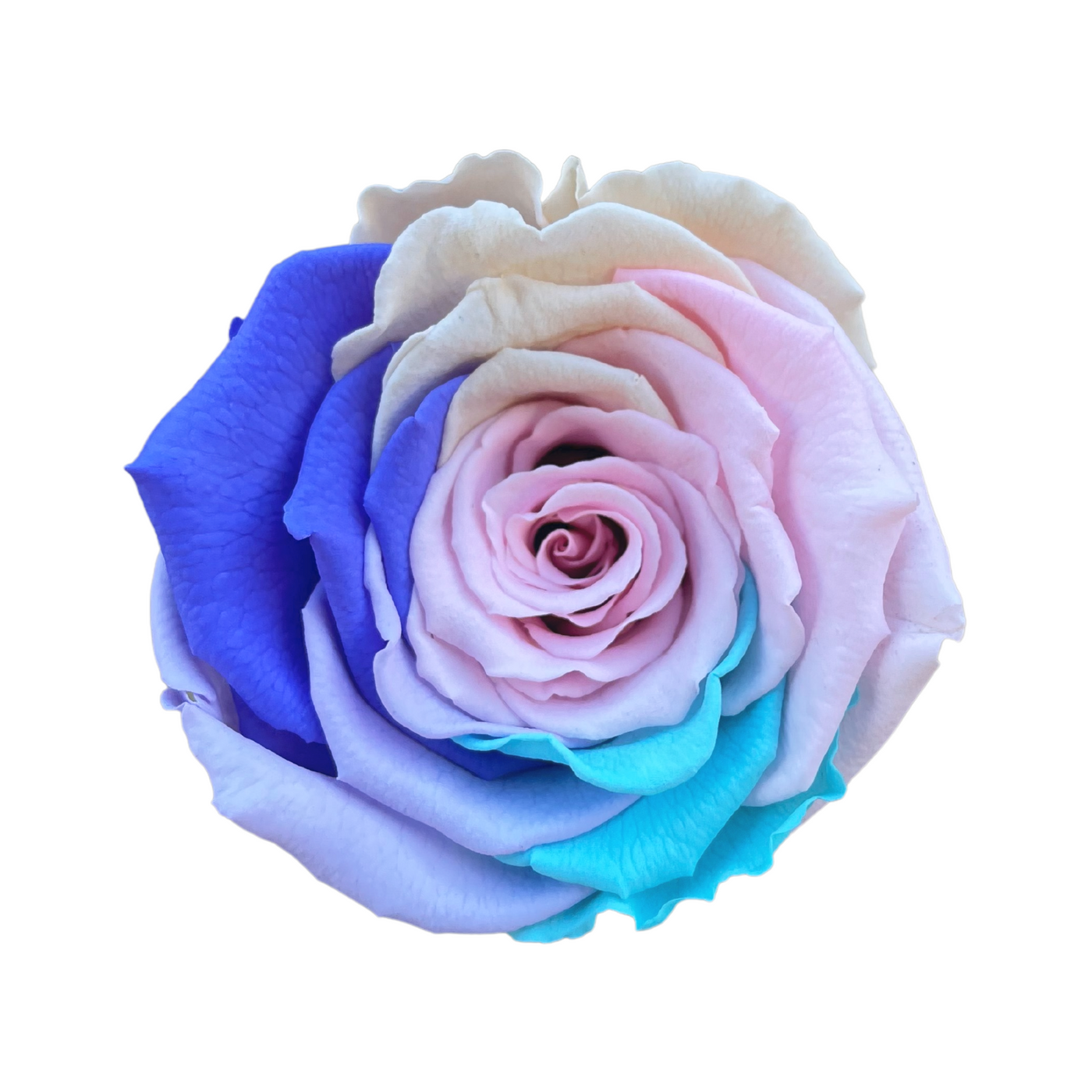 Wholesale Preserved Roses — Plenty Flowers