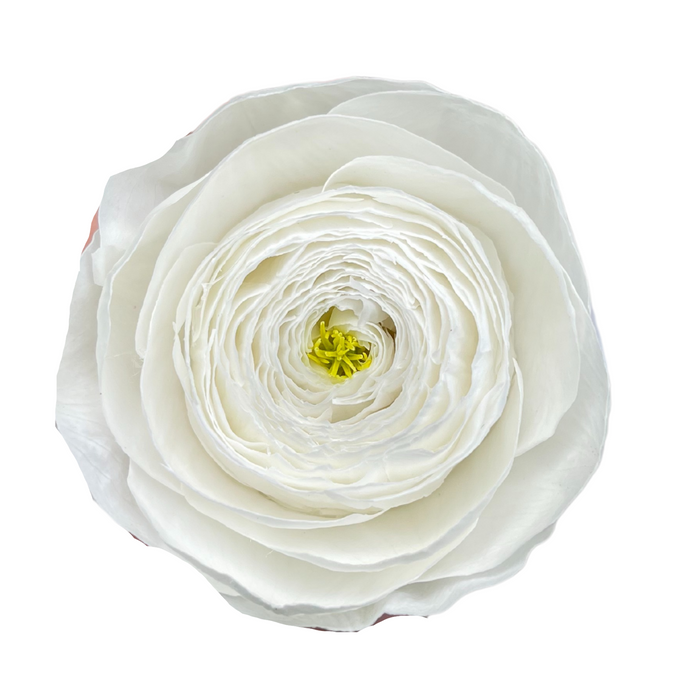 Preserved Ranunculus White (WHI 01)