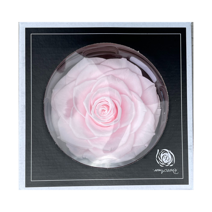 Preserved Rose BLUSH PINK (PIN 99 BONITA)
