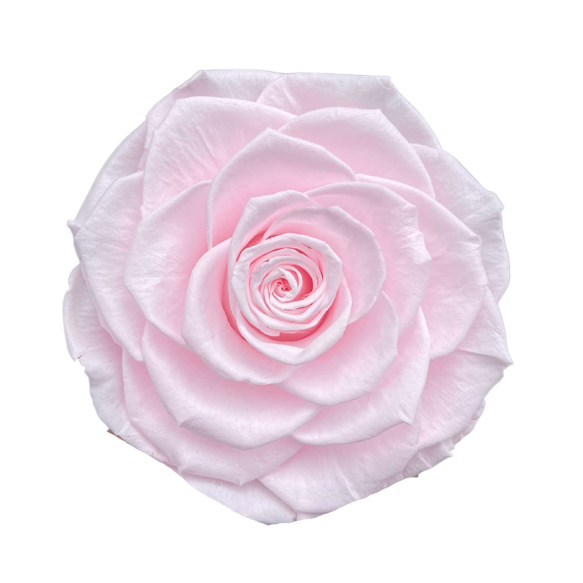 Wholesale Preserved Roses — Plenty Flowers