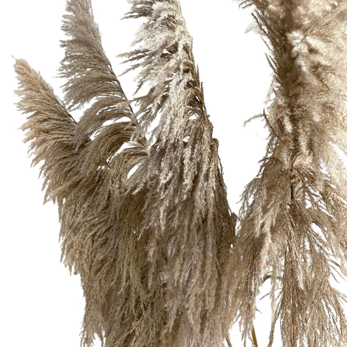 Dried Natural Plumero Pampas- 5st (130 cm)