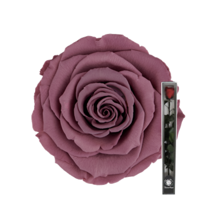 Preserved Rose + Stem 50 cm Violet (VIO 02)