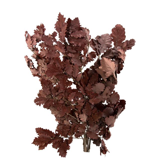 Dried Copper Beech Leaves (Brown)