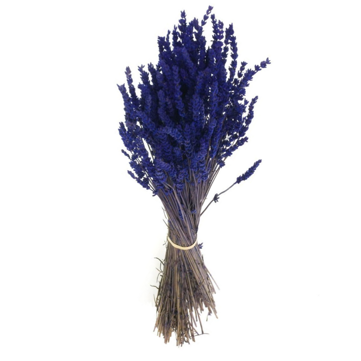 Dried Lavender French — Plenty Flowers