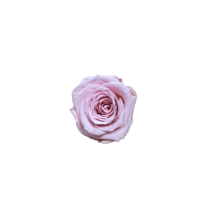 Preserved Rose LIGHT PINK (PIN 04 S)