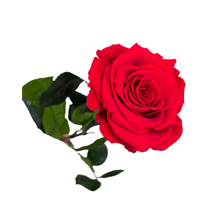 Preserved Rose + Stem 50 cm Red (RED 02)