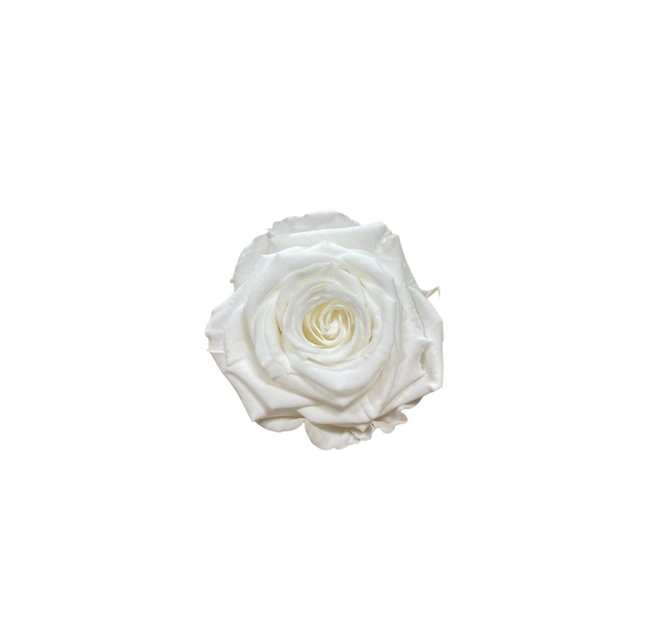 Preserved Rose PURE WHITE (WHI 01 S)