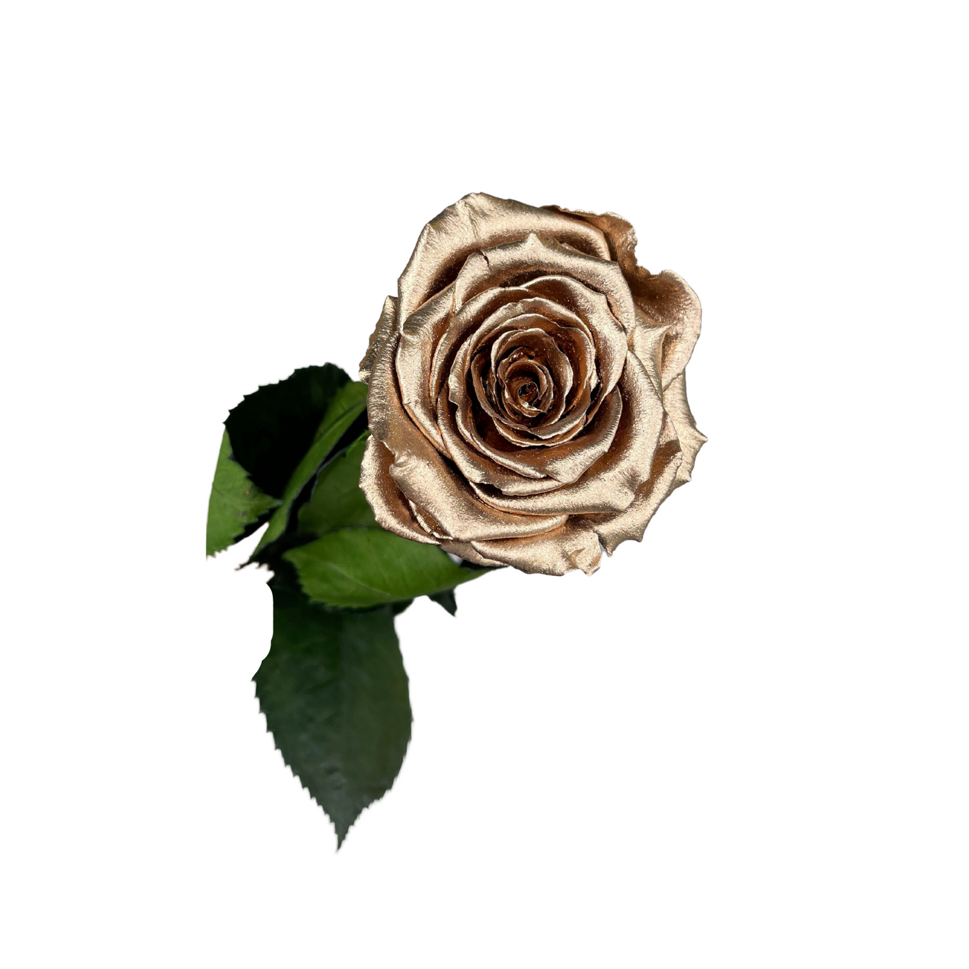 Wholesale Preserved Roses — Plenty Flowers