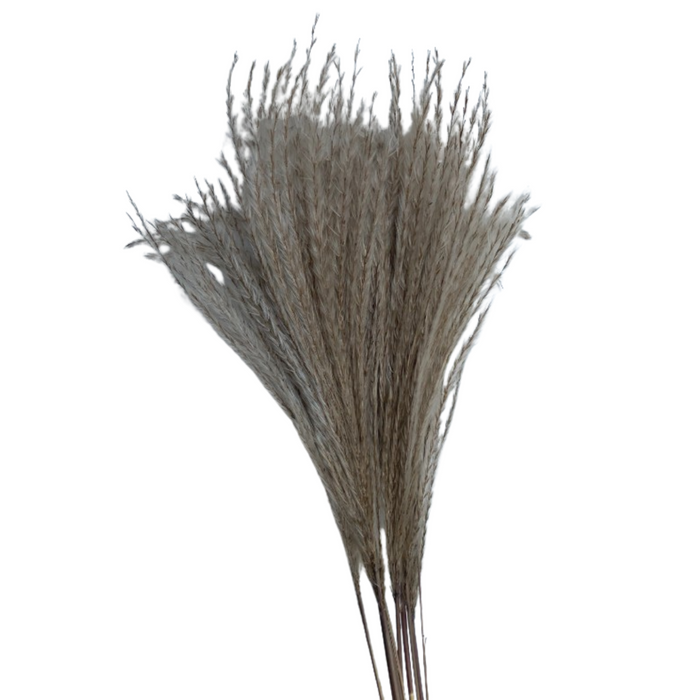 Dried Eulalia Grass - NATURAL
