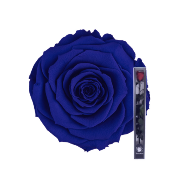 Preserved Rose + Stem 50 cm Royal Blue (BLU 03)