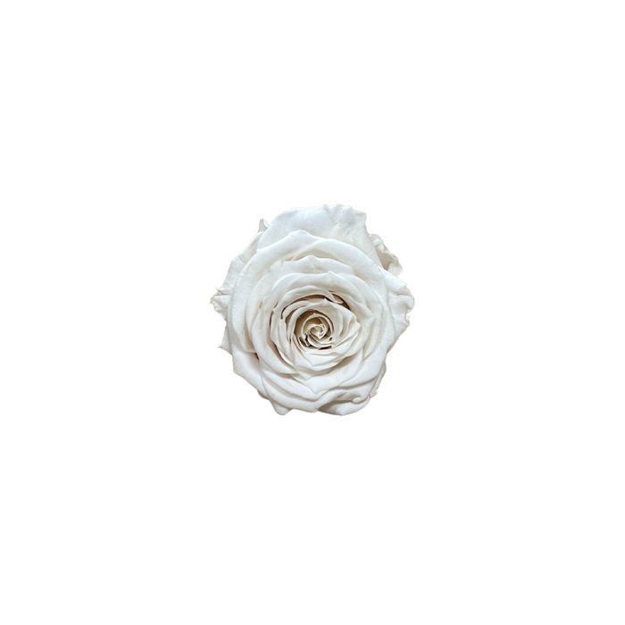 Preserved Rose PURE WHITE (WHI 01 XS)