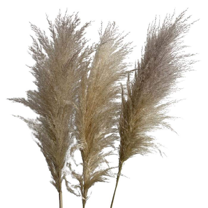 Dried Natural Pampas Grass (100 cm)