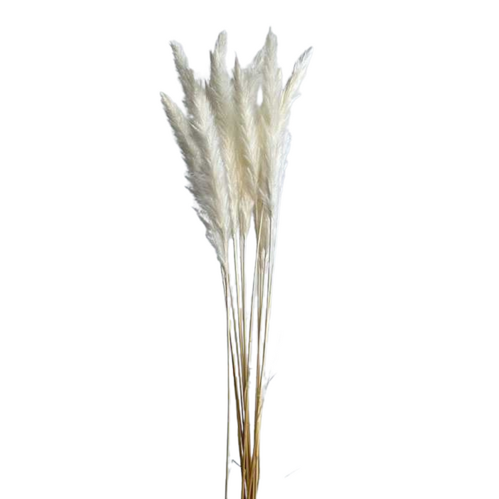 Dried Reed Pampas Grass - IVORY