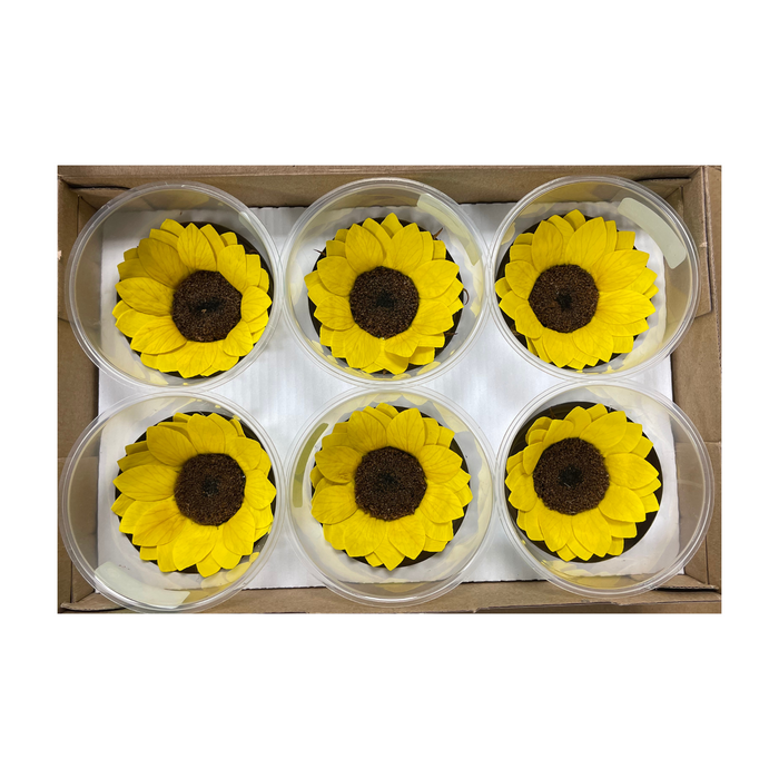 Preserved Sunflower XL